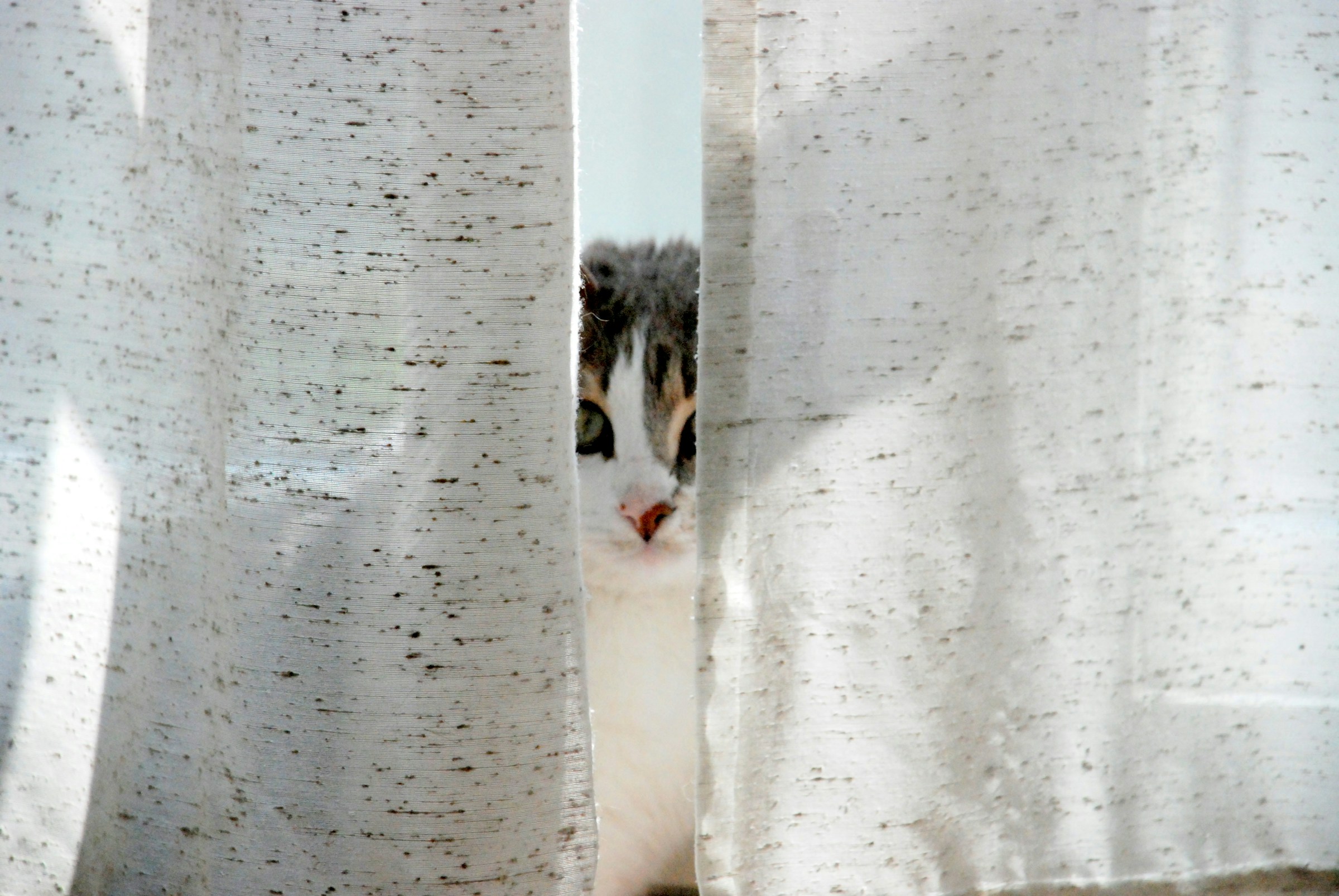 a cat peeking through a curtain